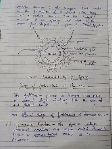 Human Fertilization process