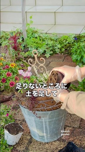 3つで2025秋冬寄せ植え