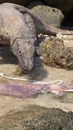 Komodo Dragon Eating Squid