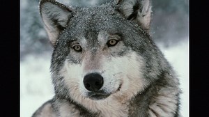 52K views · 5.8K reactions | As we look to 2017, wolves are counting on you for their protection. Consider making a year end, tax-deductible gift to Living With Wolves to help ensure a future for this keystone species. | Living with Wolves | Facebook