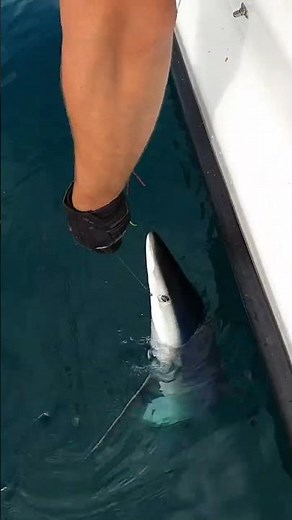 Safely release sharks when fishing. How to use a T-bar to unhook Sharks #shorts - The Fish Locker