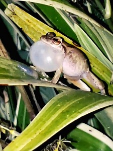 4.7M views · 76K reactions | Que Bendición ❤️ Nos Dejo Grabarlo y de Cerquita  Nuestro Coqui Cantando  que lo Disfruten !! | Puerto Rico desde el Aire | Facebook
