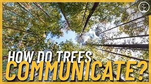 5.7K views · 84 reactions | Can trees communicate with each other?樂 Research has confirmed that trees communicate in the forest, working together to grow, flourish, and avoid threats. They do this through a vast and intricate network of hair-thin fungal filaments called mycorrhiza, just a few inches beneath the soil surface勞 #onetreeplanted #trees #reforestation #environment | One Tree Planted | Facebook
