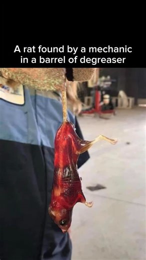 VIEWS on Instagram: "A rat found in a barrel of degreaser was chemically preserved as the solvent dissolved the lipids in its skin and body, stripping away fat and hair. The degreaser, designed to break down grease and oils (fats), acted as a strong organic solvent that removed natural oils and destroyed the skin’s elasticity. This process mirrored scientific specimen preservation techniques like clearing, diaphonization, or optical projection imaging, where solvents make tissues translucent to