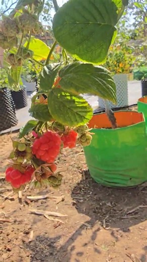 All Time Red Raspberry variety