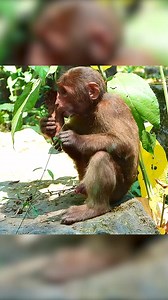 Poor stump tail monkey was abandoned alone and so pitiful. Part 12 | Monkey Magic