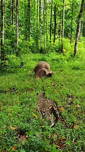 Real cheetah attacks a alone man in jungle #vfx #wildlife #tiger #viral #shorts | Viral vfx