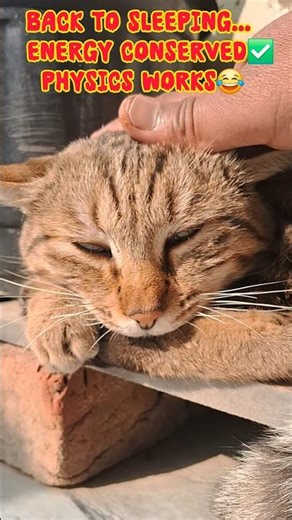 Potential Energy vs. Kinetic Energy 😂⚡️#ytshorts #catshorts #cuteanimals #funnycats #meow #straycat