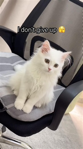 Kiki need more love 🥰❤️ #cat #catworld #cute #pets