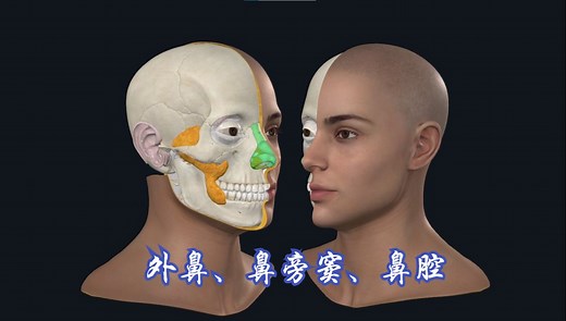 鼻的组成（外鼻、鼻旁窦、鼻腔）
