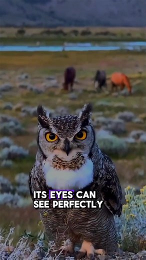 This Silent Owl Attacks Without a Sound 😳 #facts #owl