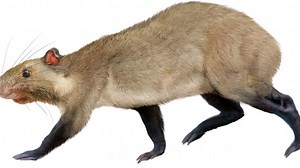 Chinese scientists discover ancient fossils of new rodent species