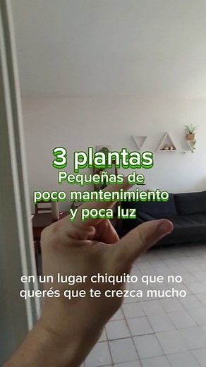 Felipe Castro on Instagram: "3 plantas pequeñas de poco mantenimiento, poca luz y poca agua!!! Ideales para oficinas, estantes, etc #plantas #flores #flowers #nature #naturaleza #garden #jardin #quieroverde #bsas #datoñoño #plantaddict #plantlover #huertaencasa"