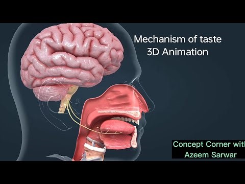 Mechanism of taste ¶ Sensation of taste ¶ taste buds ¶ taste receptors ¶ Gustatory receptors