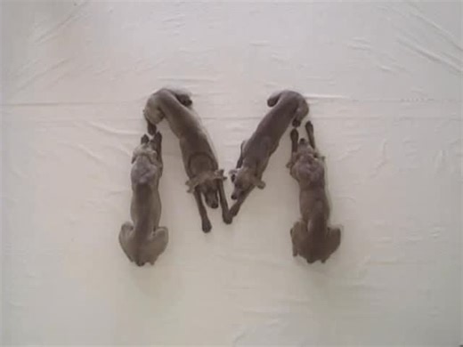 Lights Out on Instagram: "WILLIAM WEGMAN Alphabet Soup - M is for Milk (1995) Our interview with William Wegman will be coming out later this week stay tuned. . . . . . #Williamwegman #alphabet #weimaraners #dog #maineartist"