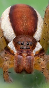 Have you ever seen a spider with stripes?! 👀 Thought I would show another sneak peak, this time, of this raft spider I was able to find! Check out those bright white stripes down the side, a clear giveaway that it's a raft spider! They also have yellow coloured legs, so definitely an interesting spider. There are only a few spots In the UK where these can be found. They float on water and catch their prey like small fish and tadpoles and many other bugs and critters! Also being a spider I thoug