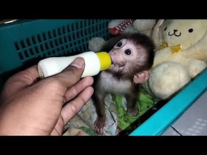 Why does this baby monkey drink so much milk at night?
