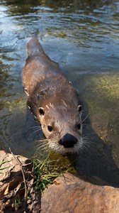 Close enough? Come see Harry P. Otter, one of our animal ambassadors, at Three Forks Nature Center at Sequoyah State Park! | Oklahoma State Parks