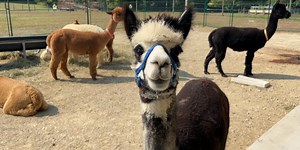 Experience life on an alpaca farm this weekend