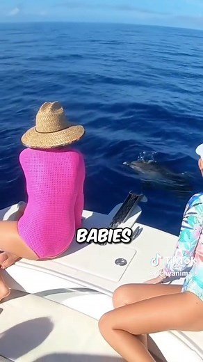 Evil Dolphins: The Most Dangerous Animal in the World