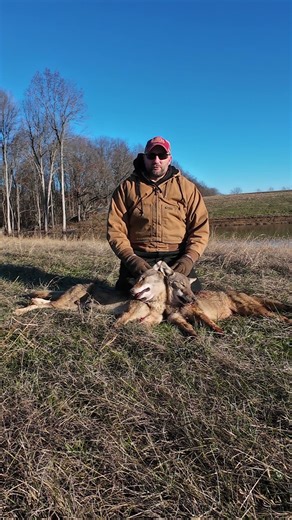 26 Coyotes! #outdoors #wildlife #hunting #farming #predator #kentucky