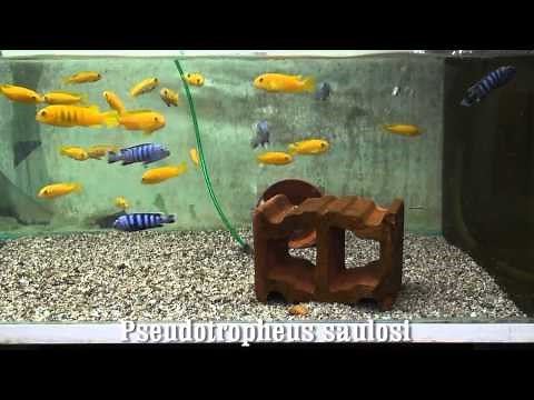 Pseudotropheus saulosi