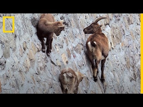 Estas CABRAS son capaces de andar por una pared VERTICAL ¿Por qué? | National Geographic en Español