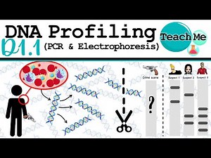 (D1.1) - DNA Profiling (PCR & Gel Electrophoresis) - IB Biology (SL/HL)