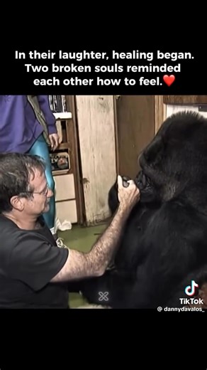 This is hard watching this with Robin Williams and Koko the Gorilla The bond here between two different species especially now that both are gone. Koko communicated with sign language.June 19 2018 Koko died at the age of 46 due to natural causes Robin died at 63 years old August 11th 2014 | John Bark