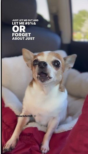 97K views · 3K reactions | Oh forget it let me…. #chloedchi #carlgeorge #fblifestyle | ChloeDchi | Facebook