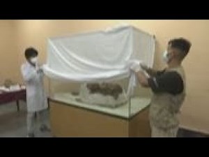 Peru presents child mummies found in pre-Inca city