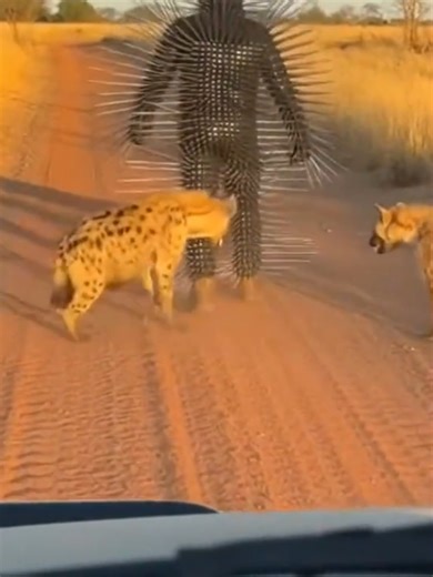 ✨ [Plant-Based Support, Daily Stability] Many people experience sudden tiredness, pressure in the head, or a fast pulse—often a sign that the body needs better balance. 🌿 This Blood Pressure Care Patch uses natural herbal extracts and gentle transdermal absorption to support your system calmly and steadily. ✅ Helps relax the body and promote smoother circulation ✅ Apply on the soles of the feet or the navel for simple, non-intrusive use ✅ Mild, non-medicinal, suitable for daily long-term suppor