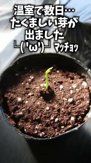 スーパーで買ったレモンの種からレモンを作る方法（発根した動画の続き） #shorts