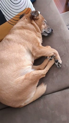 Chika is the cutest dog ever sleeping on the sofa🐕🐶😴❤️🥺