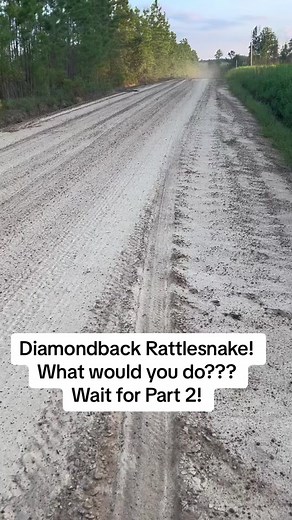 Diamondback rattlesnake on the road at our farm! What would you do! Oh wait for Part 2. #rattlesnake #diamondback #snake #poisonous #farm #farmlife #hunt #hunter #georgia #huntgeorgia #dirtroad #scared