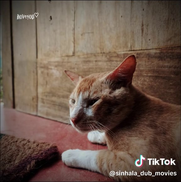 MOVIE HUB (@sinhala_dub_movies)’s videos with original sound - MOVIE HUB