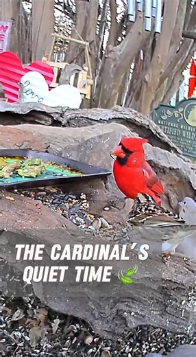 RED BEAUTY! MALE CARDINAL & FRIENDS EAT QUIETLY AT THE FIREHOUSE BIRD GARDEN 🌿