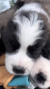 92K views · 3.4K reactions | Happiness is a Saint Bernard puppy experiencing their first snow 珞 Looking for a puppy of your own? Connect with responsible breeders, shelters, and rescues on Good Dog  | Good Dog | Facebook