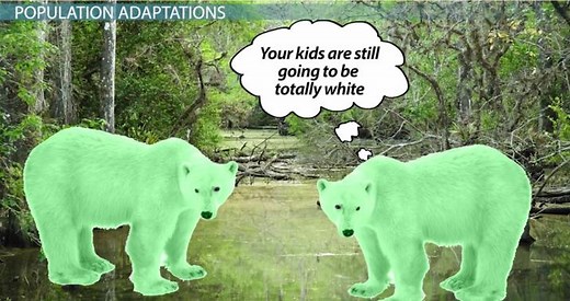 Individual Accommodation vs. Gradual Adaptation