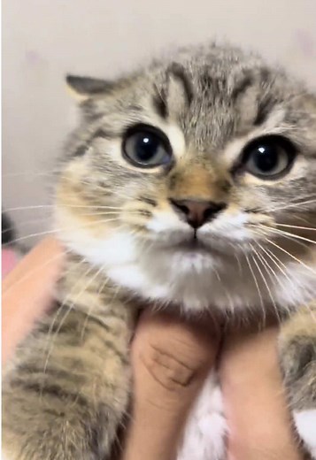 Kissing Cats: The Adorable Cat Kissing Trend