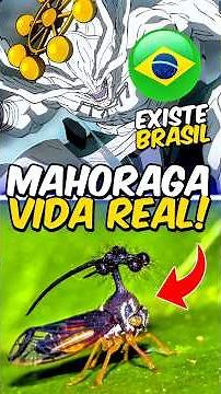Was MAHORAGA found in BRAZIL? 😨🦗