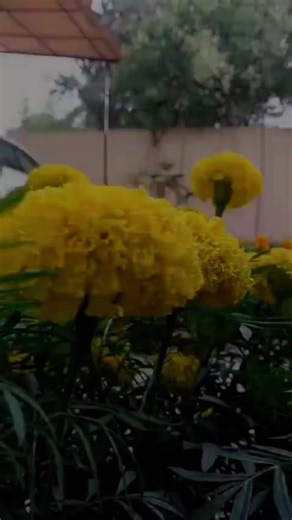 Mukhtar Ahmed (@mukhtarahmedchairman)’s videos with original sound - Mukhtar Ahmed