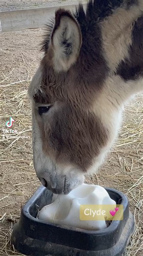 Little Longears Miniature Donkey Rescue on Reels