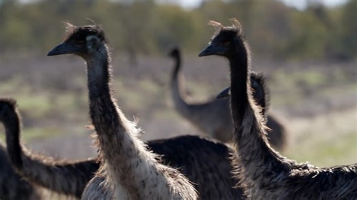 Parks Pressure: Graziers question the costs and benefits of outback National Parks