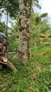 399K views · 1K reactions | Amazing skill cutting down tree | Making Video | Facebook
