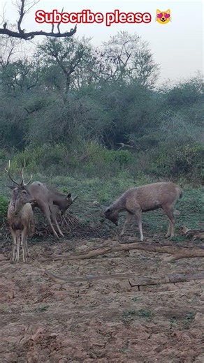#viralvideo#sambar#dear#jungle#safari