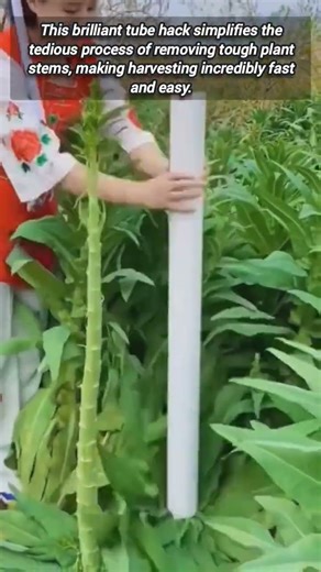 Simple Tube Method for Easy and Quick Leaf Stem Removal.