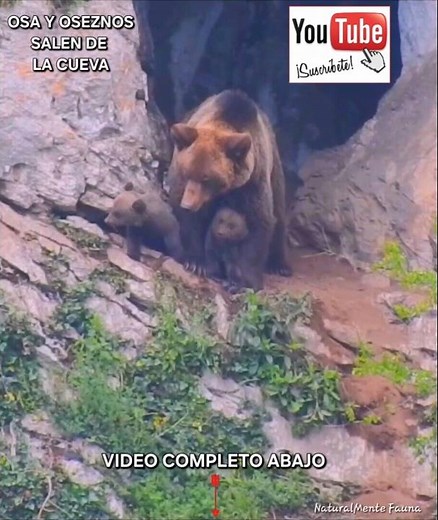 OSA Y OSEZNOS SALEN DE LA CUEVA #cordilleracantabrica #wildlife