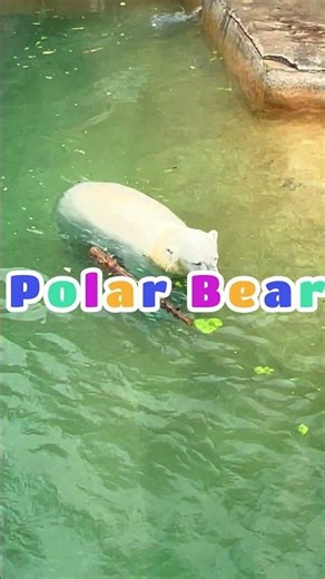 Polar Bears Love Their Snacks!