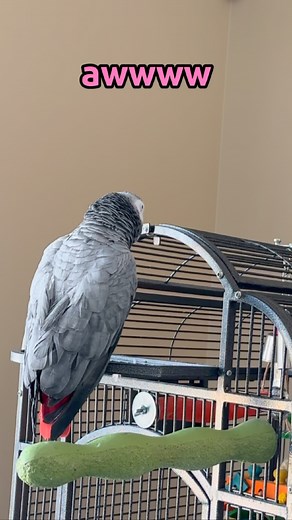 188K views · 1.8K reactions | Giz is more than a lil congenial 凉 a few cute moments captured. #africangrey #africangreyparrot #adoptdontshop #talkingparrot #talkingbird #gizmothegreybird | Gizmo the Grey Bird | Facebook